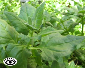 Photo of New Zealand spinach