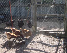 Photo of a deep litter chicken pen and a chicken run with the connecting door closed.