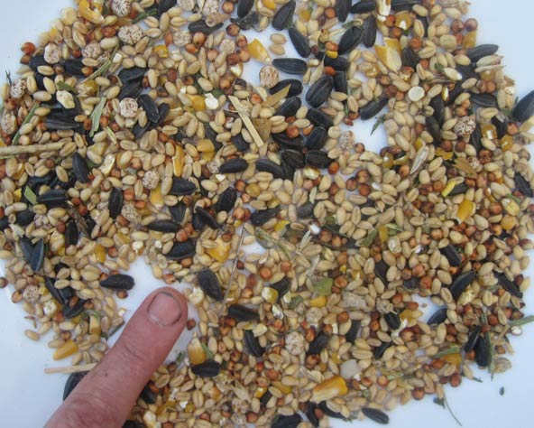 Large Photo of mixed grain.