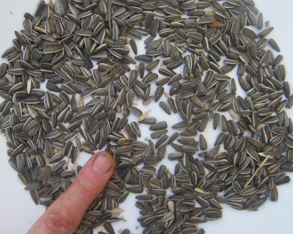 Large photo of sunflower seeds