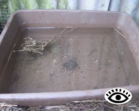 photo of dirty water in open bowl