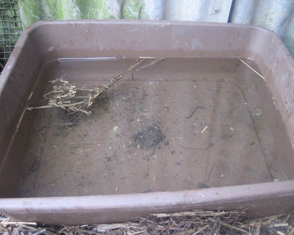 large photo of dirty water in open bowl