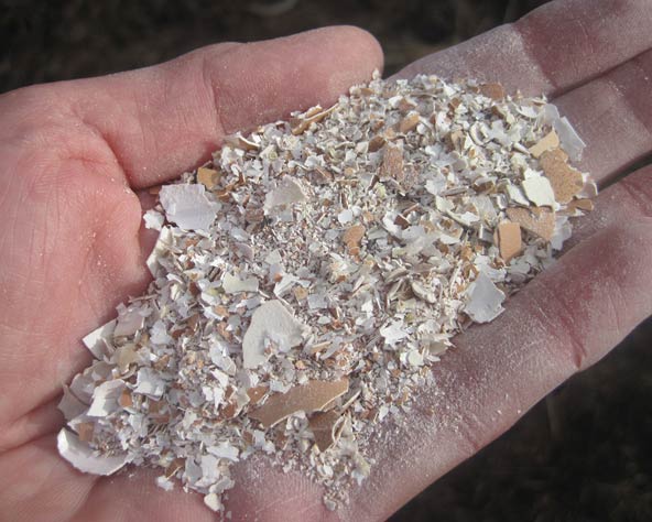 Large photo of ground eggshells.