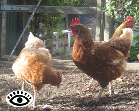 Photo of chickens with red leg bands