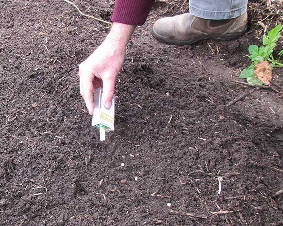 Large photo of planting pea seeds using a Tic Tac mint box.