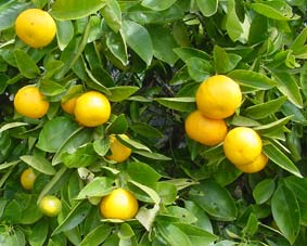 Photo of tangelo with fruit on it.