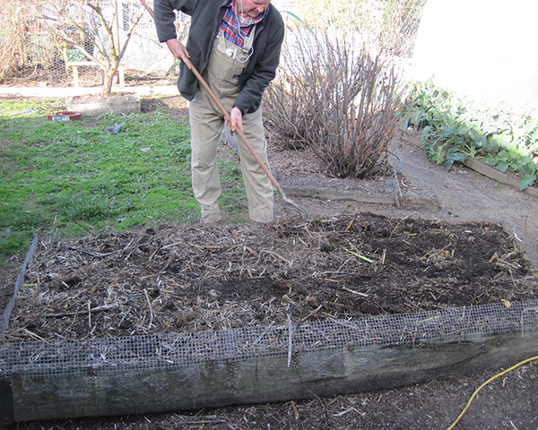 Large photo of gardener hoeing an asparagus bed.