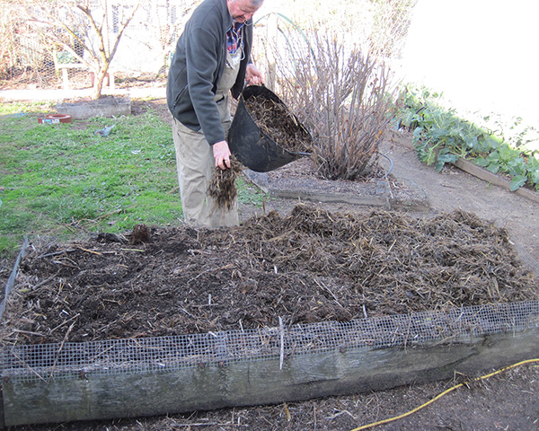 Large photo of gardener covering an asparagus bed with mulch.