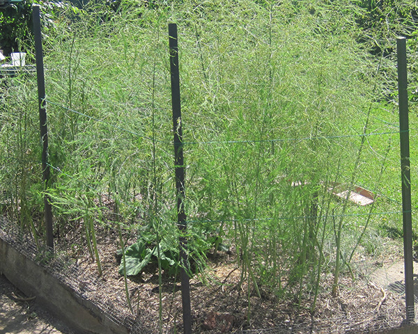 Large photo of an asparagus bed in early summer with stakes around it.
