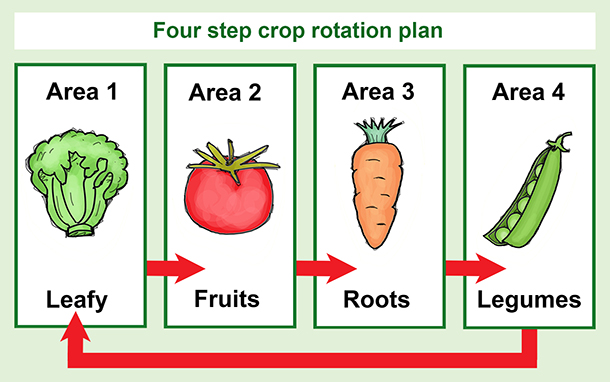 Illustration of a four step crop rotation plan