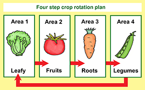 crop rotation introduction image 1