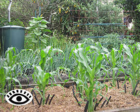 Photo of different vegetable crops planted in different beds.