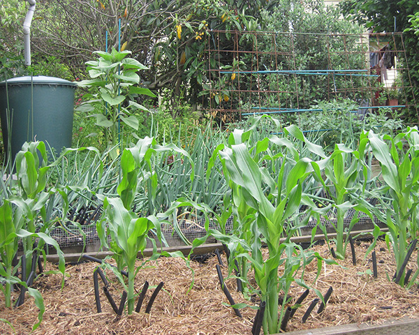 Large photo of different vegetable crops planted in different beds.