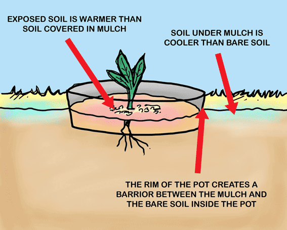Large illustration of a n edge pot.