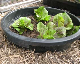 Photo of a ground pot in the ground.