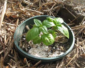 Edge pot around two young basil seedlings