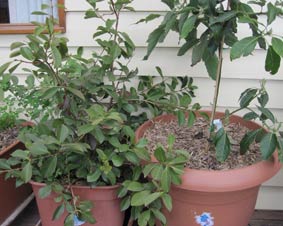 Photo of a self watering and general platic pots.