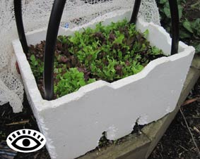 Photo of a styrofoam box planted with picking lettuces