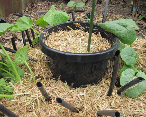 Large photo of a soak pot with young pumpkin plants and mulch.