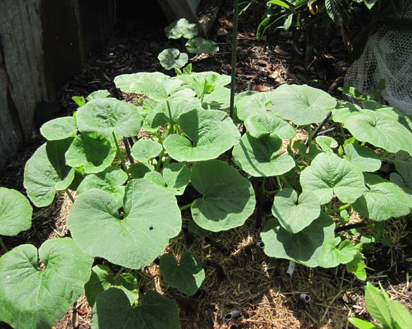 Large photo of wet pot with growing pumpkin plants.