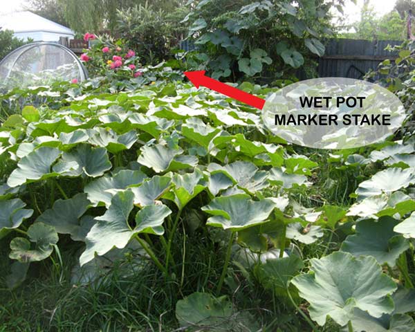 Large photo of large pumpkin plants with wet pot marker stake